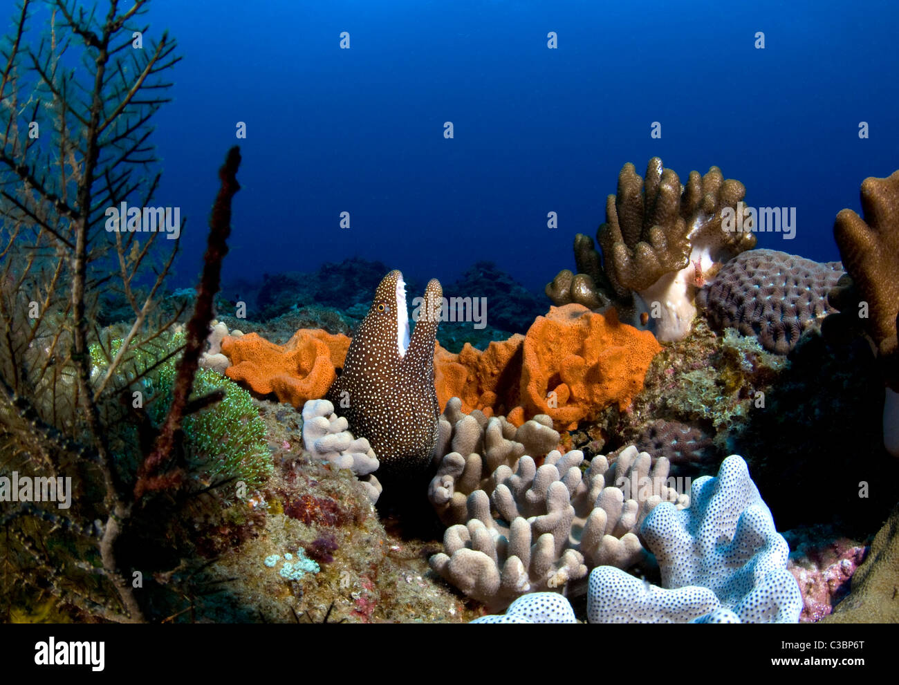 Whitemouth moray-Gymnothorax meleagris Foto Stock