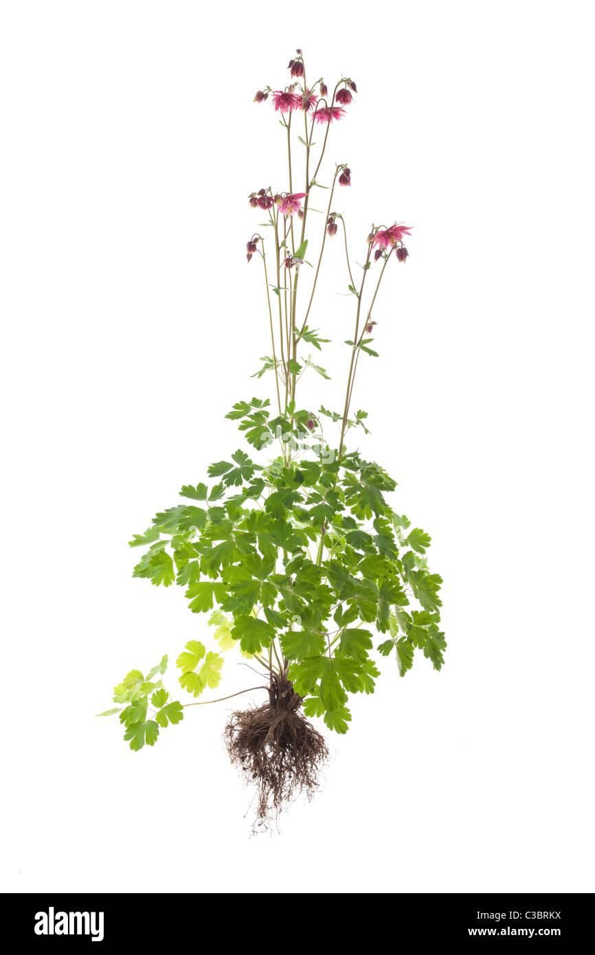 Aquilegia vulgaris altrosa pianta con radici isolati su sfondo bianco Foto Stock