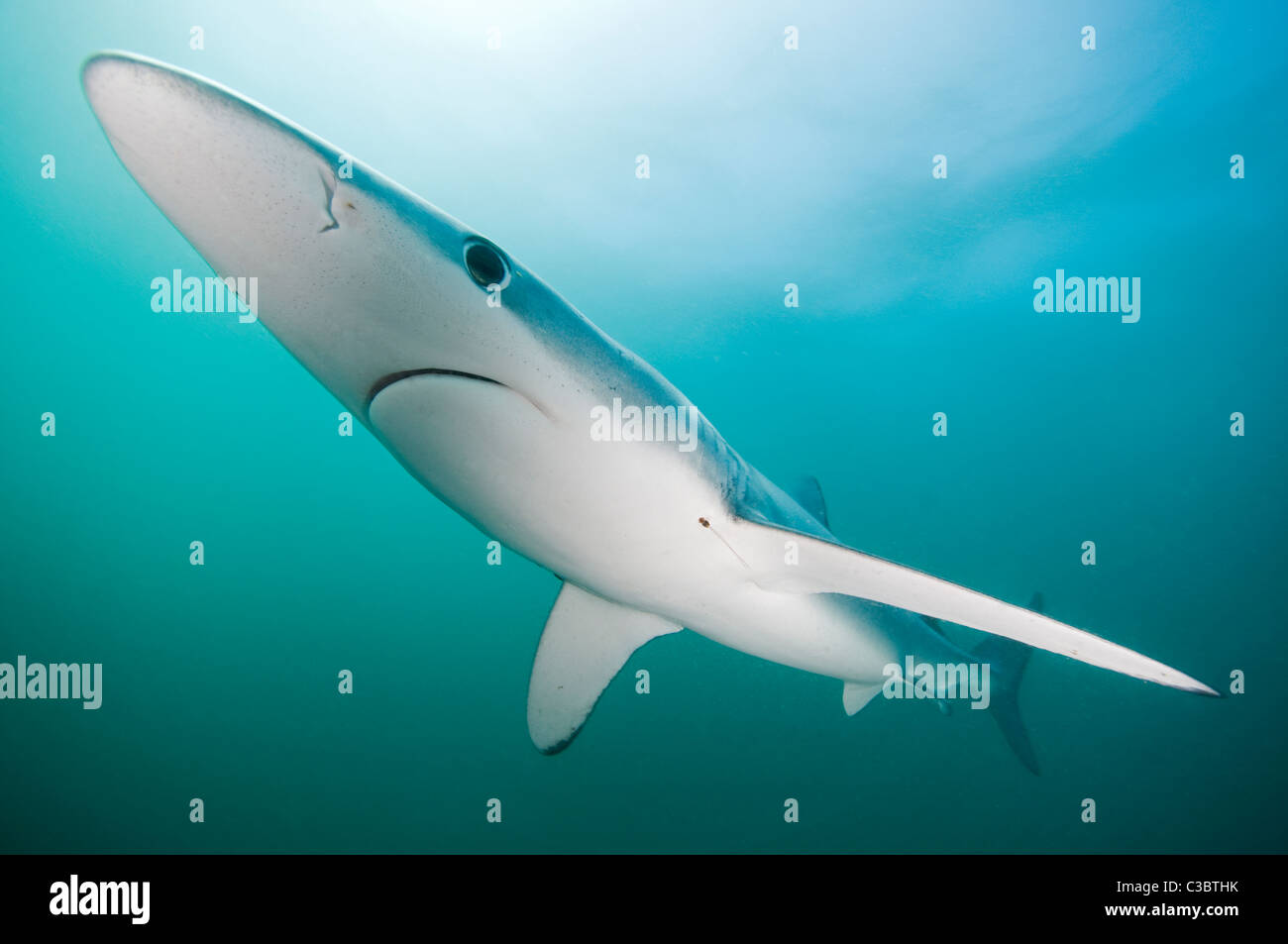 Blue Shark-Prionace glauca Foto Stock