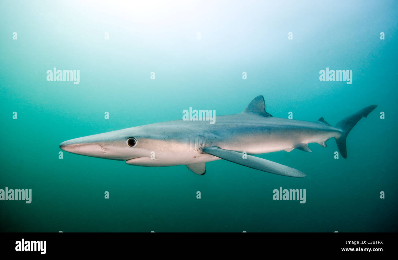 Blue Shark-Prionace glauca Foto Stock