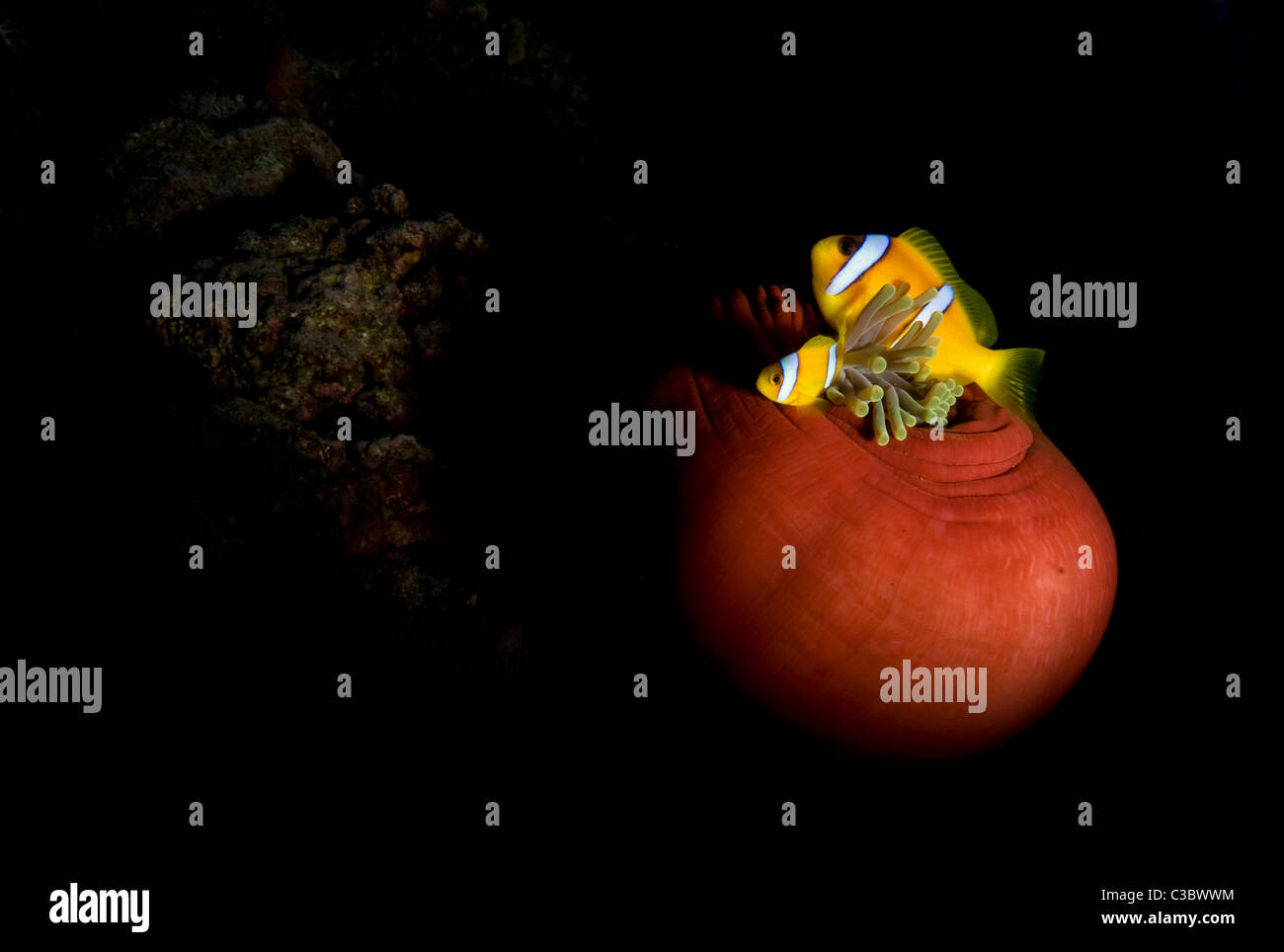 Magnifica Heteractis anemone-magnifica e Mar Rosso anemonefish Amphiprion bicinctus- Foto Stock