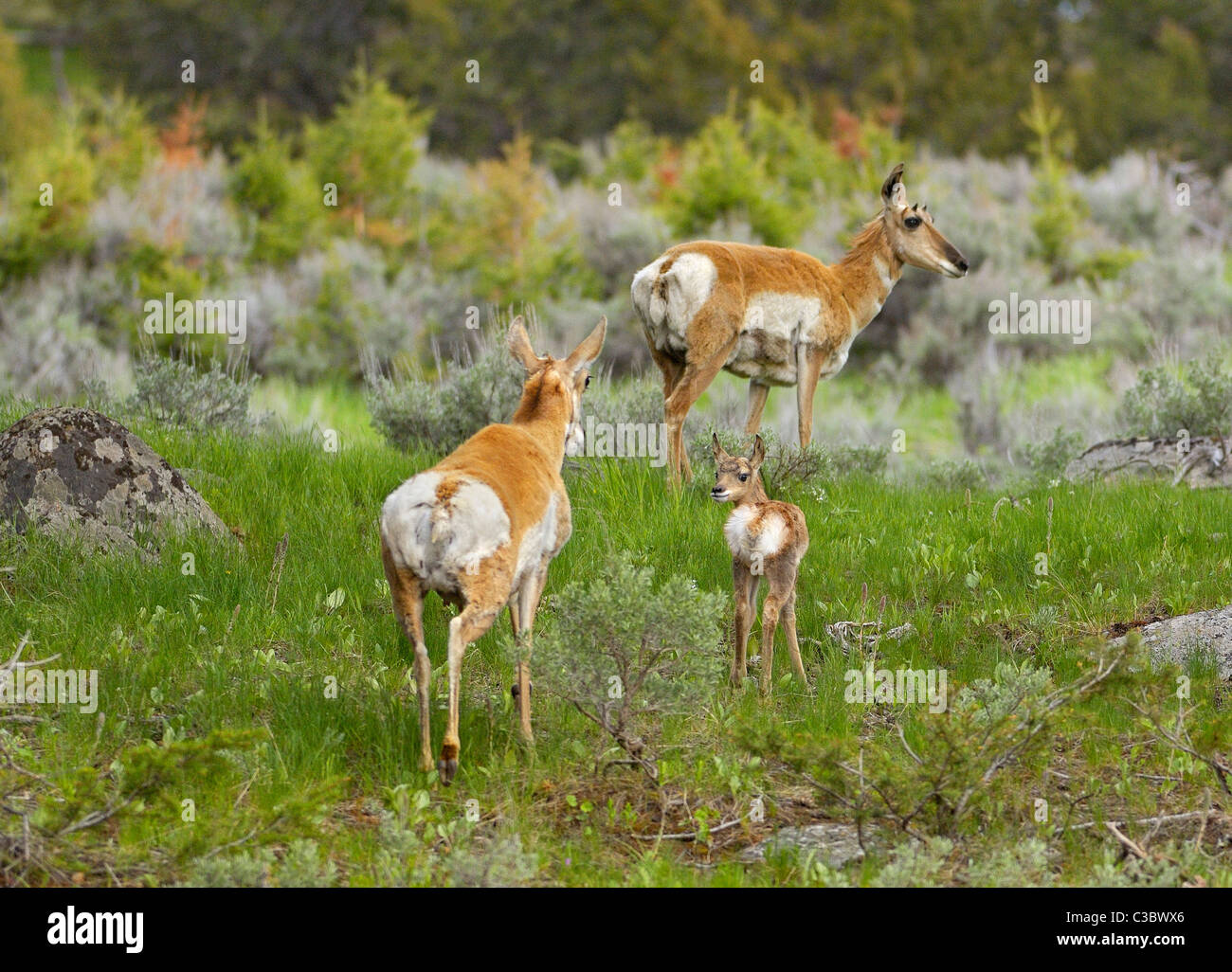 Un Pronghorn antelope madre e fulvo, molla-time nelle Montagne Rocciose. Foto Stock