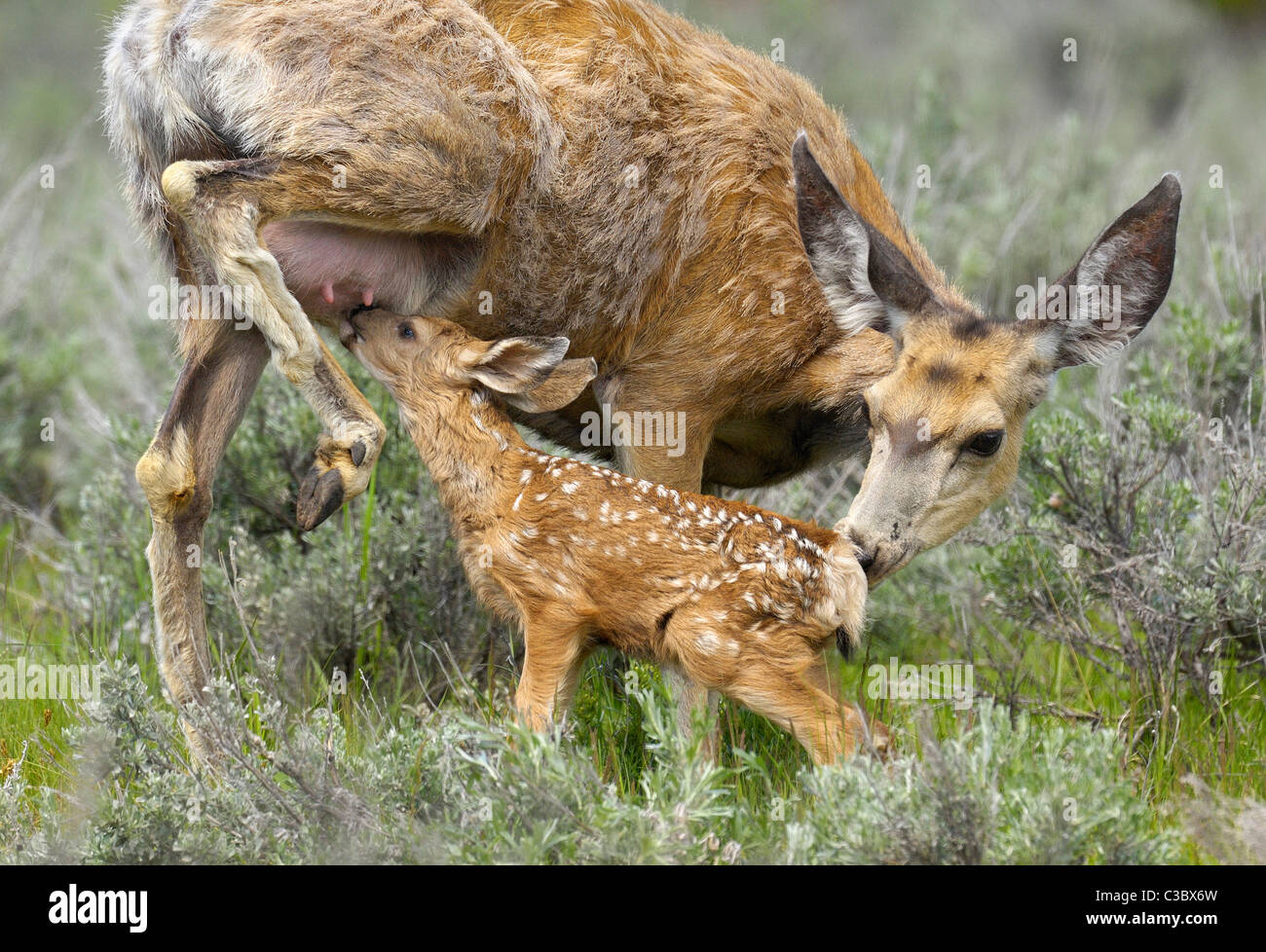 Mule Deer madre nutilizzando capretta Foto Stock