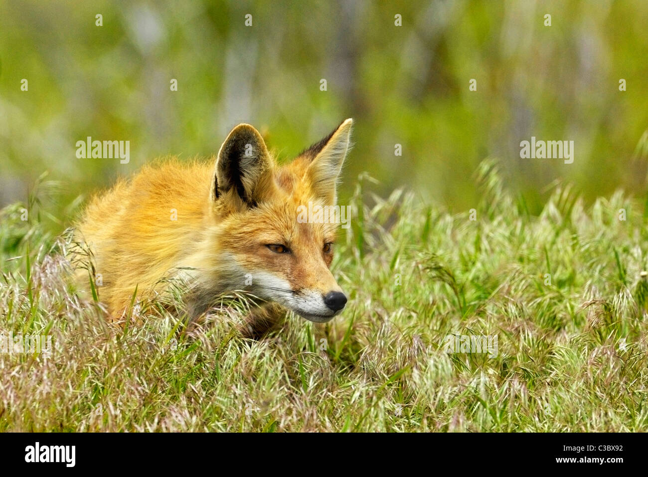Ritratto di un caccia volpe rossa. Foto Stock
