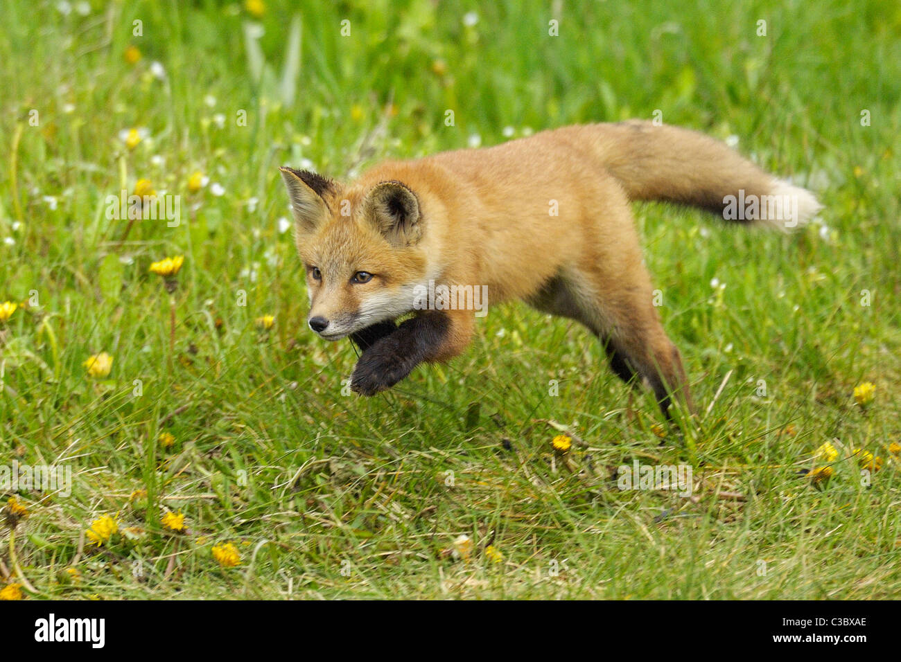 Red Fox baby jumping Foto Stock