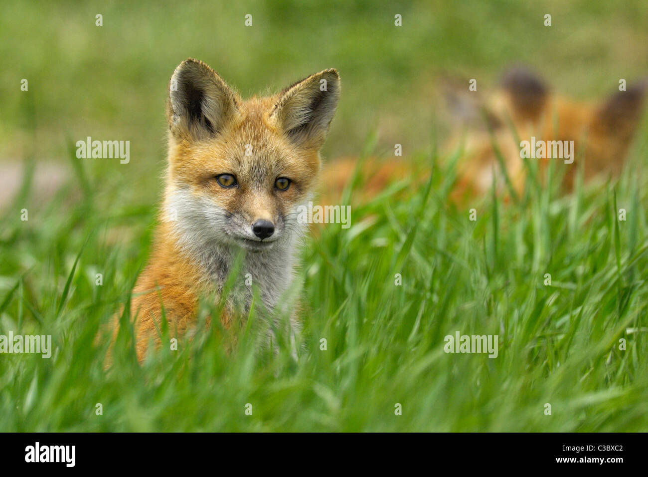 Ritratto di un bambino red fox Foto Stock