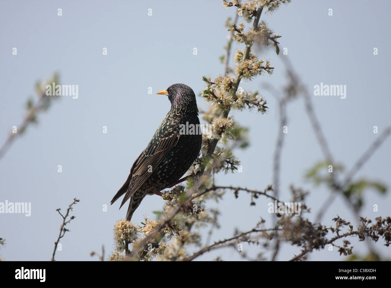 Storno Foto Stock