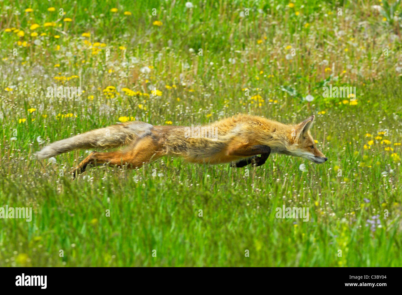 Caccia Fox Leap Foto Stock