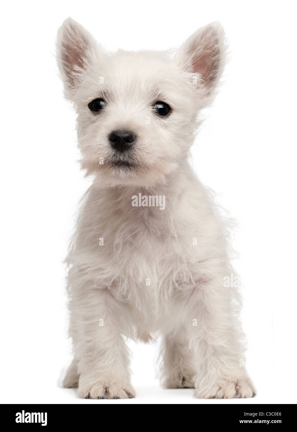 West Highland Terrier cucciolo, 7 settimane di età, di fronte a uno sfondo bianco Foto Stock