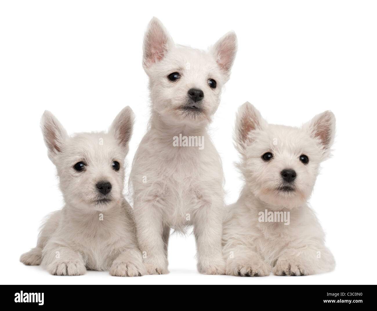 Tre West Highland Terrier cuccioli, 7 settimane di età, di fronte a uno sfondo bianco Foto Stock