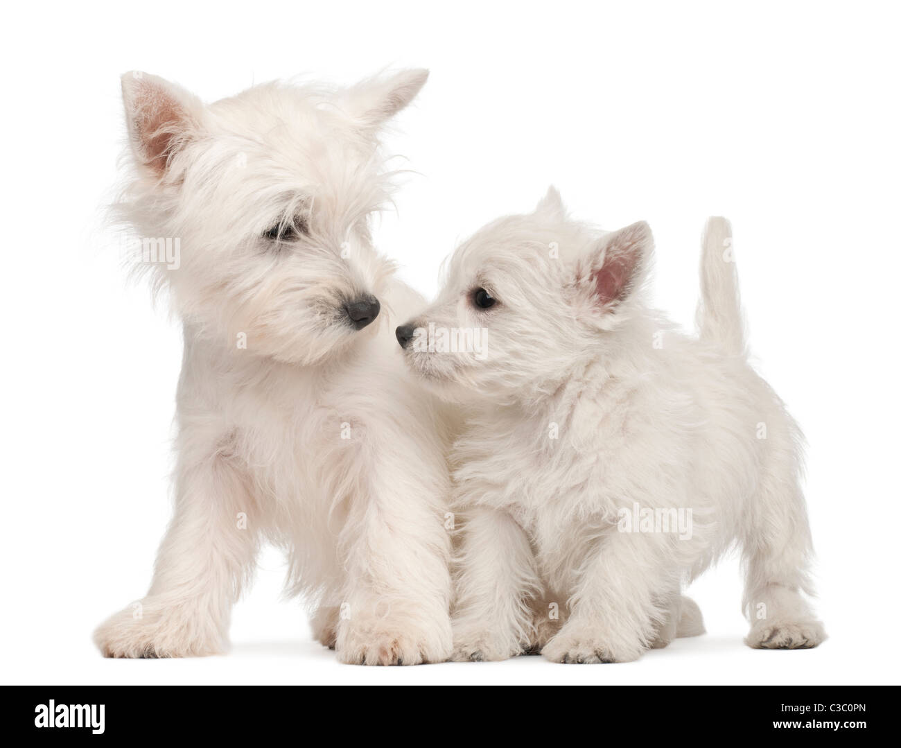 Due West Highland Terrier cuccioli, 7 settimane di età, di fronte a uno sfondo bianco Foto Stock