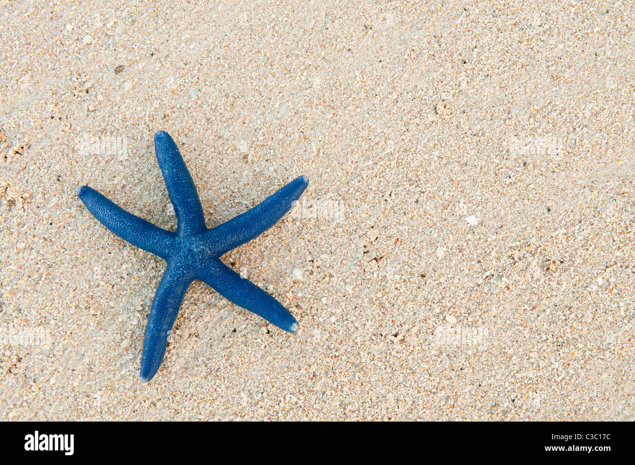 Blue sea star sulla spiaggia sabbiosa di Shangri-La Resort, isola di Viti Levu, Fiji. Foto Stock