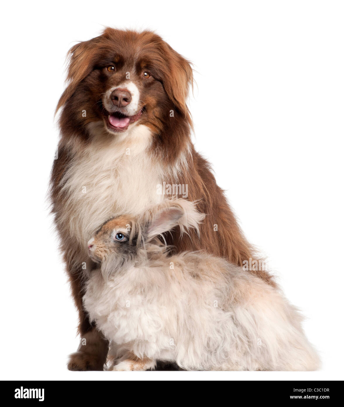 Pastore australiano cane e in inglese il coniglio d'Angora davanti a uno sfondo bianco Foto Stock