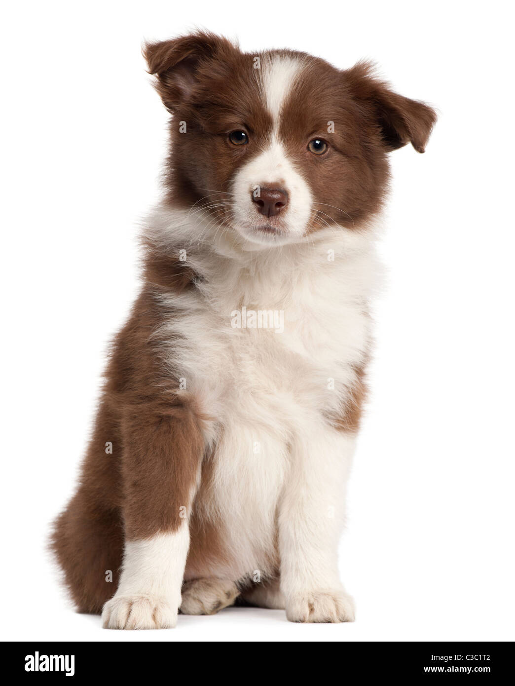 Border Collie cucciolo, 8 settimane di età, seduto di fronte a uno sfondo bianco Foto Stock