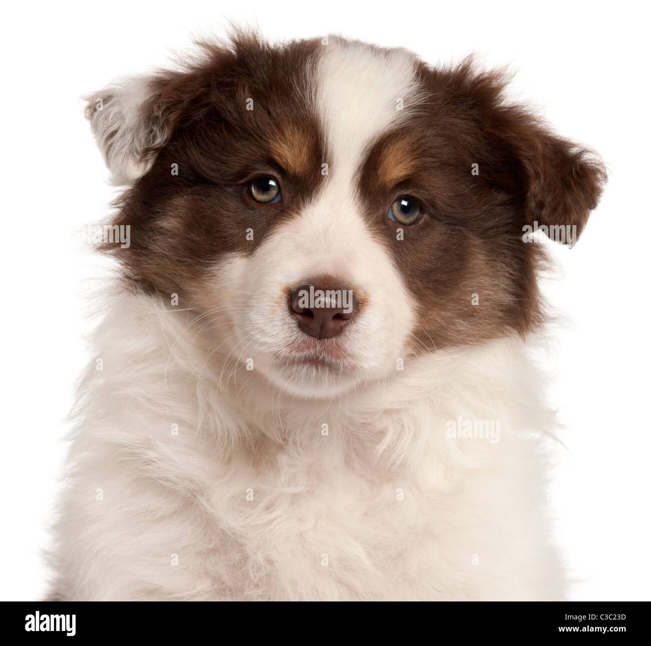 Close-up di Border Collie cucciolo, 2 mesi di età, di fronte a uno sfondo  bianco Foto stock - Alamy