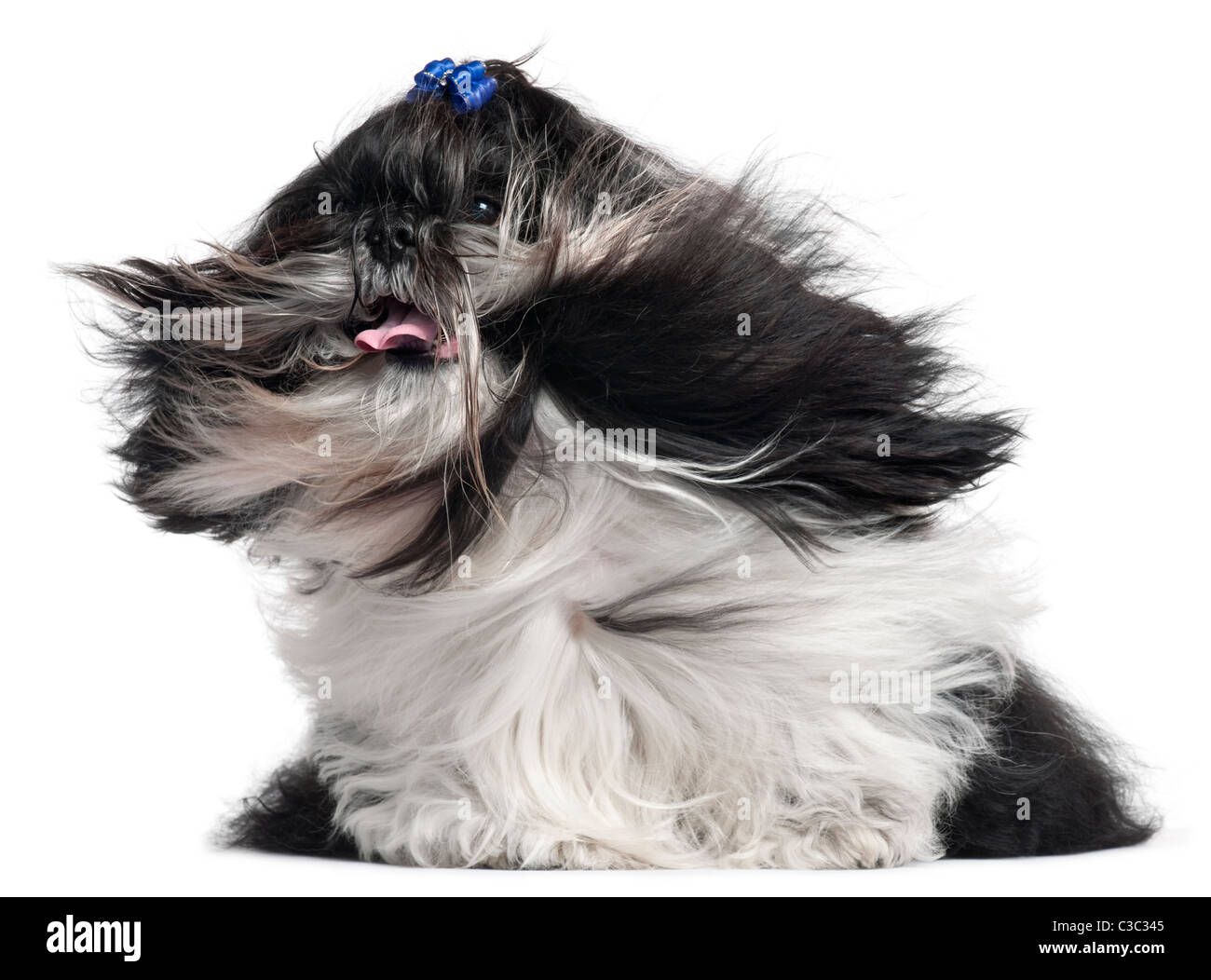 Shih Tzu con i capelli al vento, 4 anni, di fronte a uno sfondo bianco Foto Stock