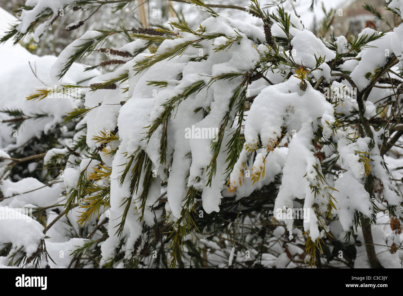 Bottiglia Australiano-spazzola (Callistemon rigidus) fogliame con pesante copertura di neve in inverno Foto Stock