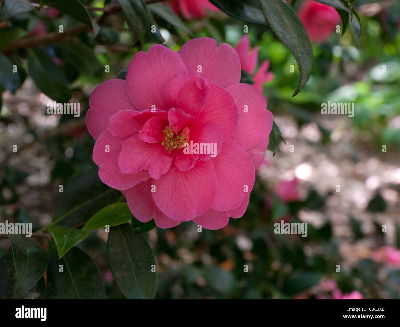 Un fiore fiorisce in Royal Horticultural Society Gardens at Wisley, REGNO UNITO Foto Stock