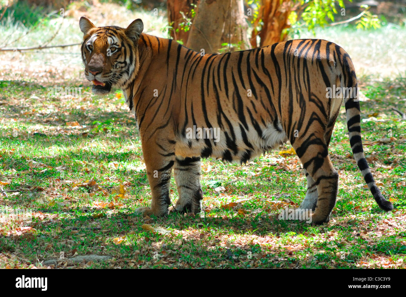 Tigre indiana Foto Stock