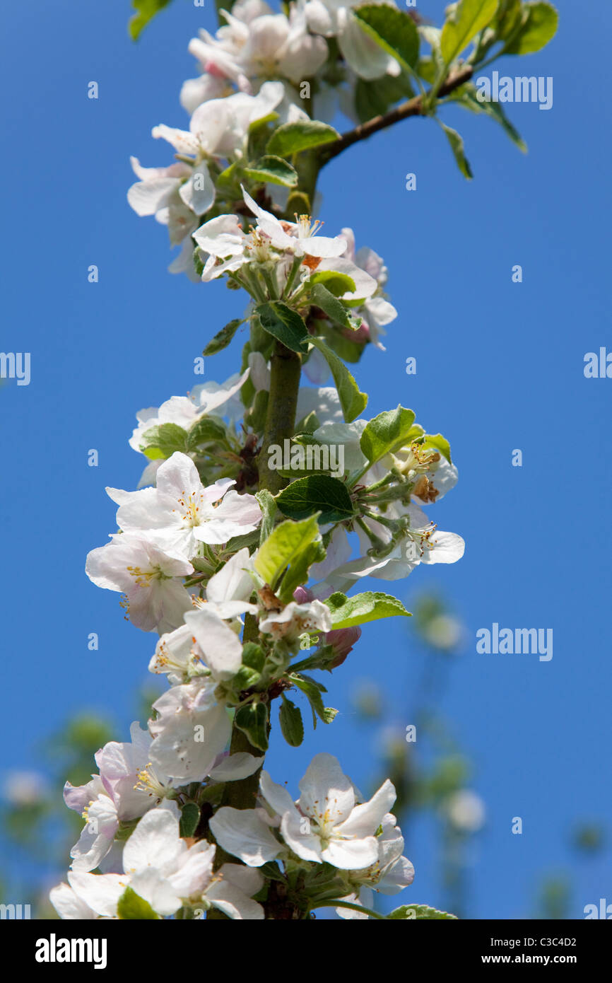 Apple Blossom contro un cielo blu chiaro, Kent, Regno Unito, molla Foto Stock