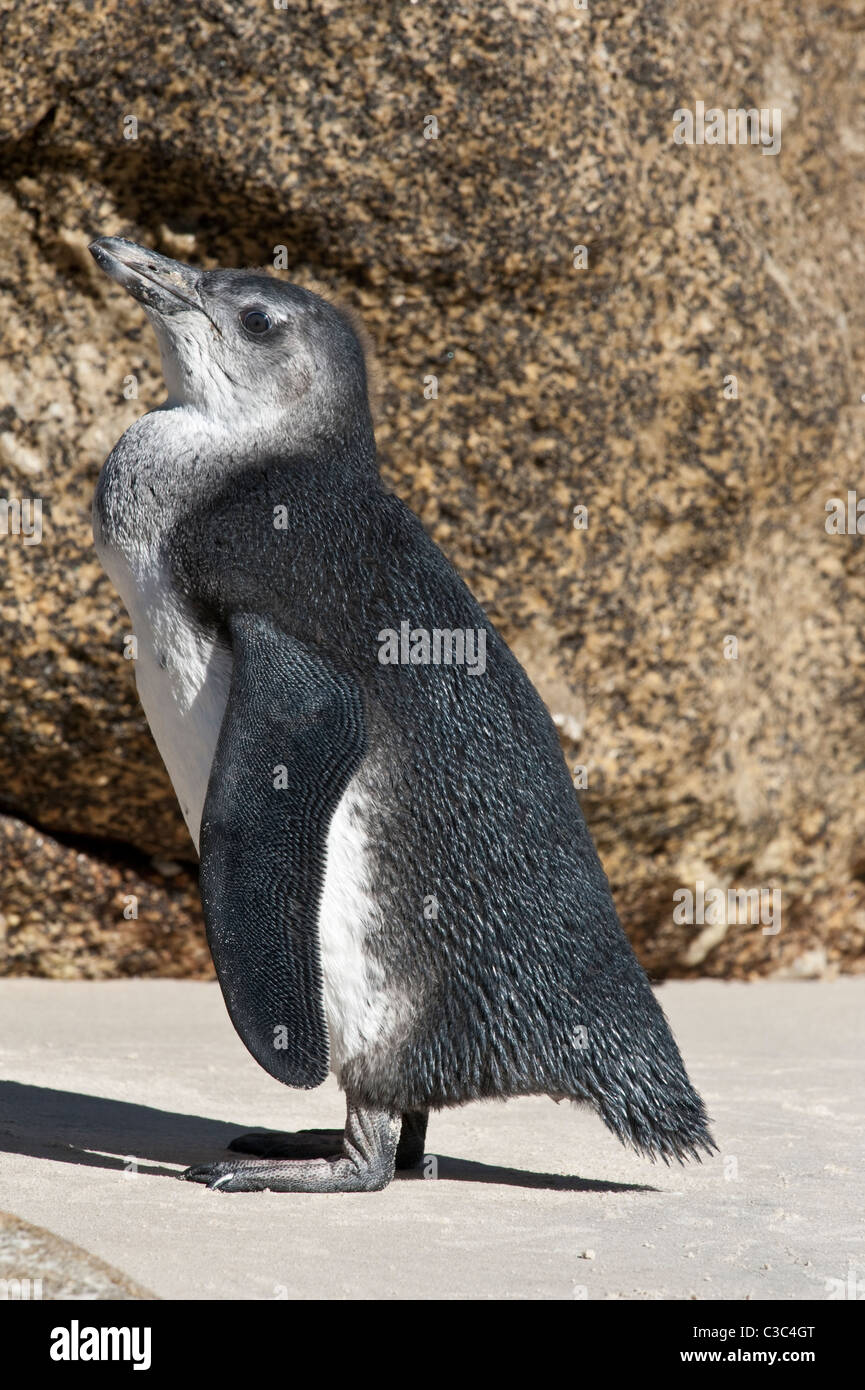 Pinguino africano (Spheniscus demersus) capretti in piedi vicino alla roccia di granito Boulders Beach Città di Simon Table Mountain NP Foto Stock