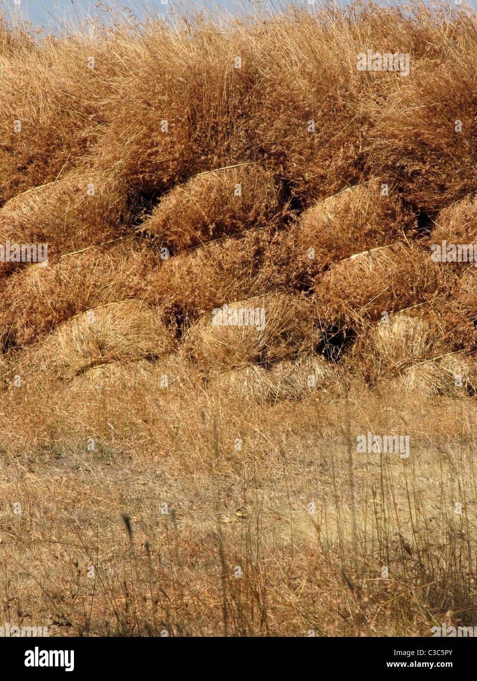 Erba secca stoccati per alimentazione di animali domestici nelle aree rurali, India Foto Stock