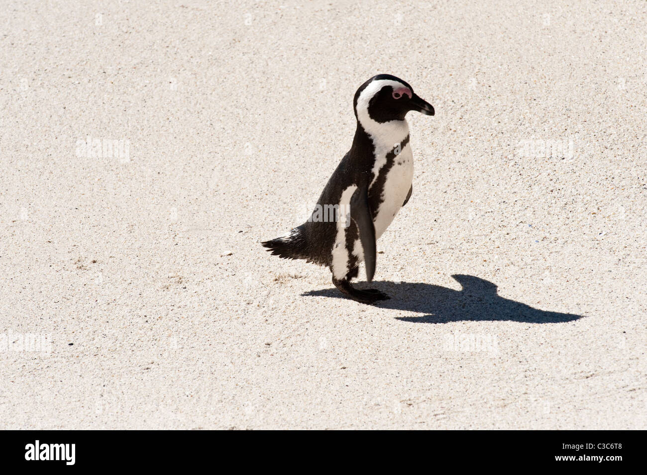 Pinguino africano (Spheniscus demersus) su Boulders Beach, Città di Simon Table Mountain National Park Penisola del Capo Western Cape Foto Stock