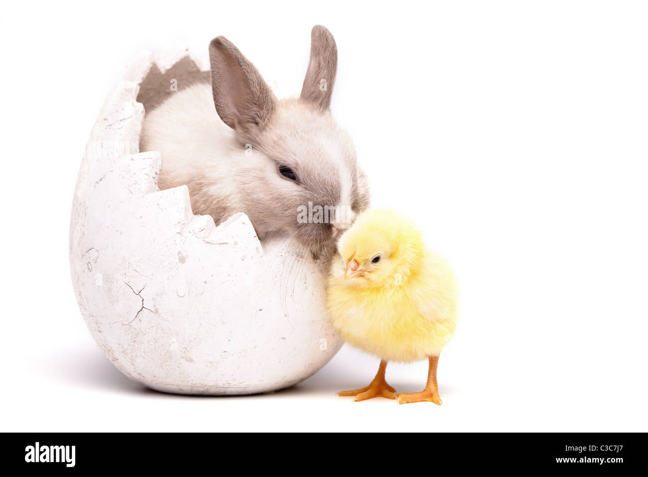 Pulcino giallo e bunny su sfondo bianco Foto Stock