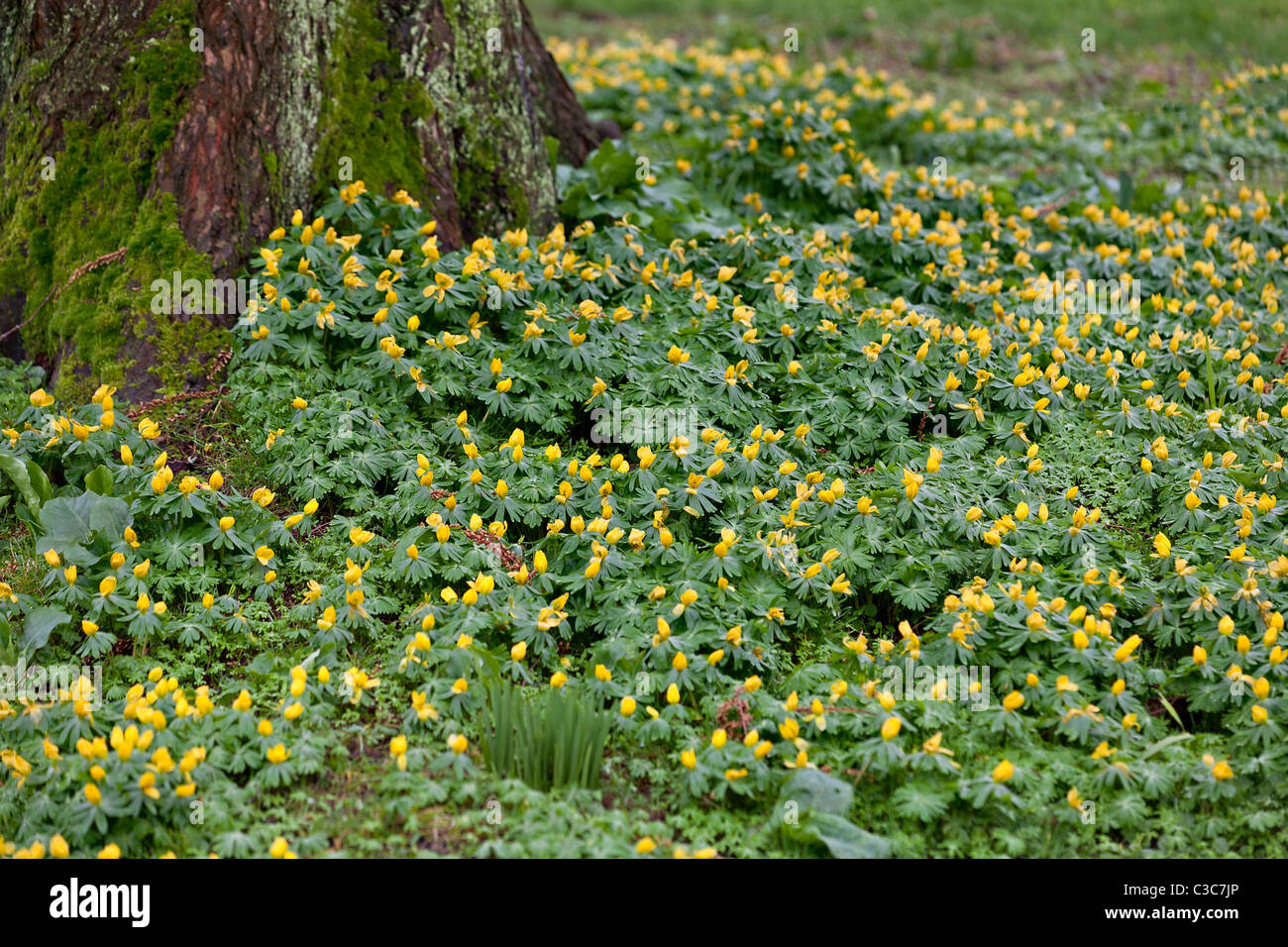 Un tappeto giallo Aconitum invernale ( Eranthus hymalis) fiori in primavera Foto Stock