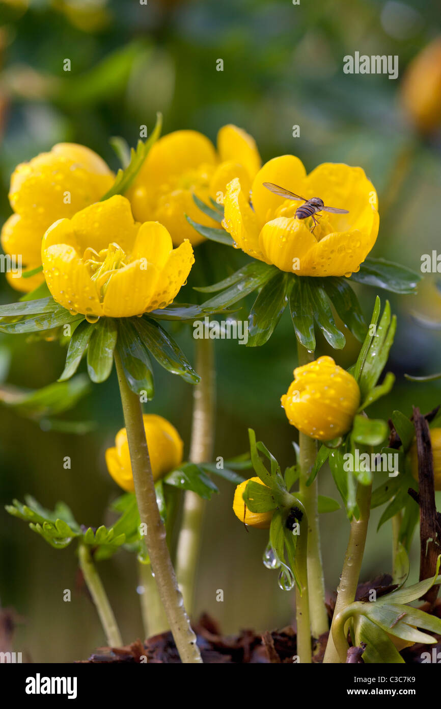 Inverno giallo fiori di Aconitum dopo una doccia a pioggia. Eranthus hymalis Foto Stock