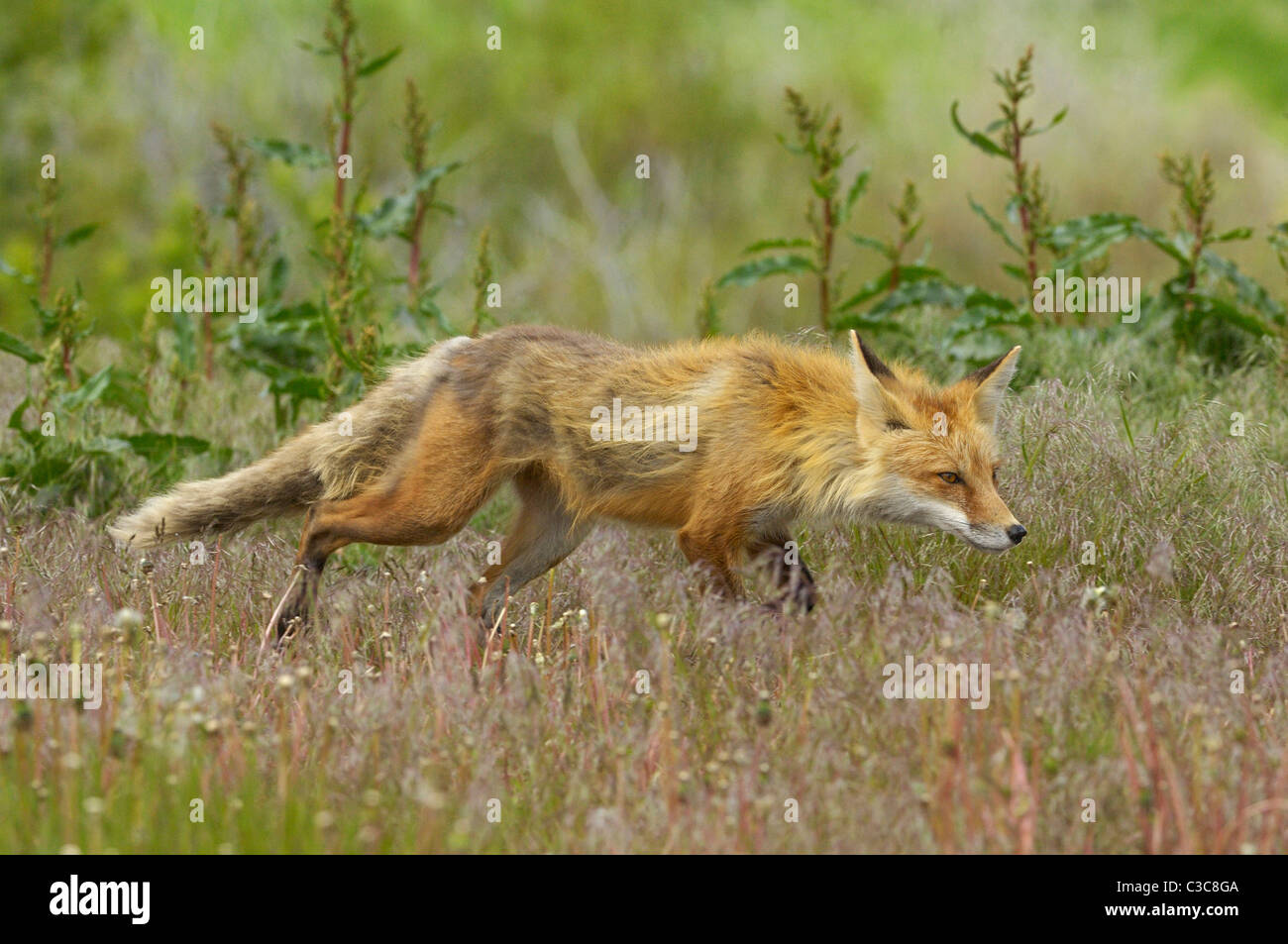 Red Fox stalking preda Foto Stock