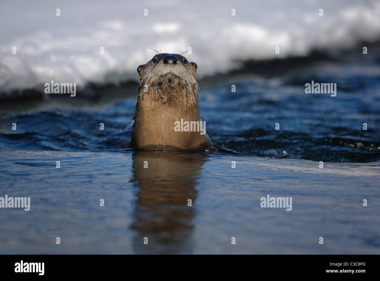 Lontra di fiume nordamericana (Lutra canadensis) prendendo la sua testa fuori dall'acqua, Wyoming Foto Stock