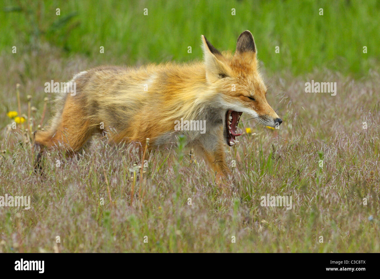 Sbadigliare e stalking red fox Foto Stock