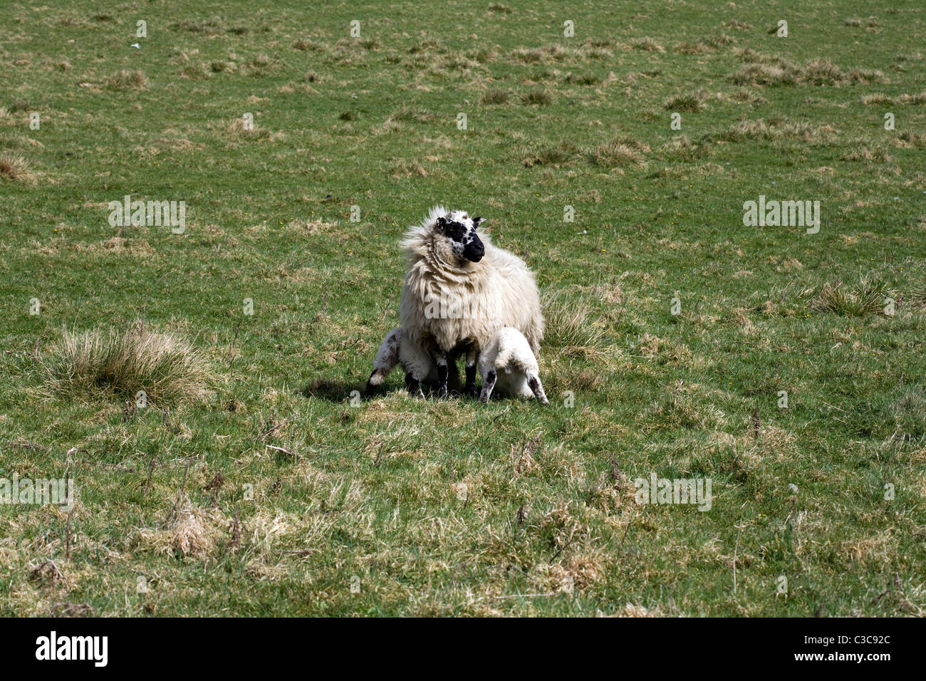 Derbyshire Gritstone pecora suckiling agnelli in un campo vicino a Pilsbury vicino al fiume Colomba Derbyshire Inghilterra Foto Stock