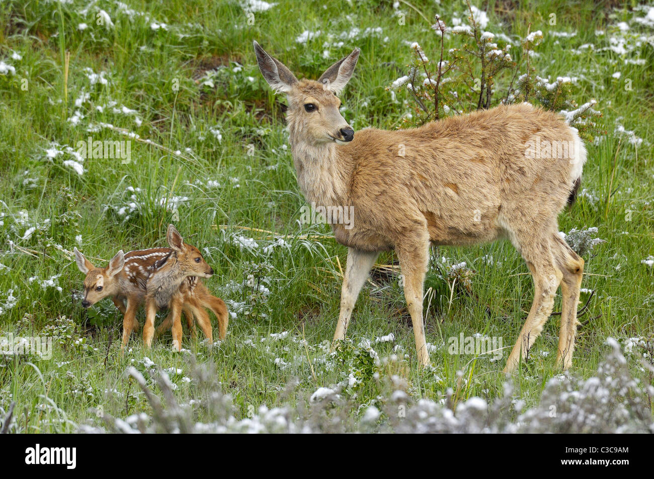 Famiglia dei cervi Foto Stock