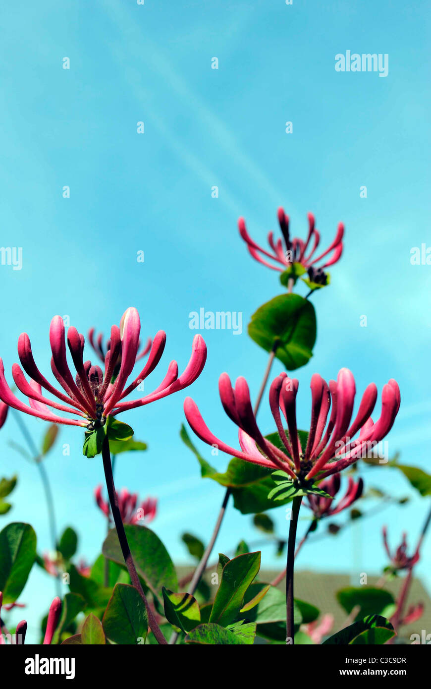 Una vista ravvicinata di Caprifoglio fiori Foto Stock