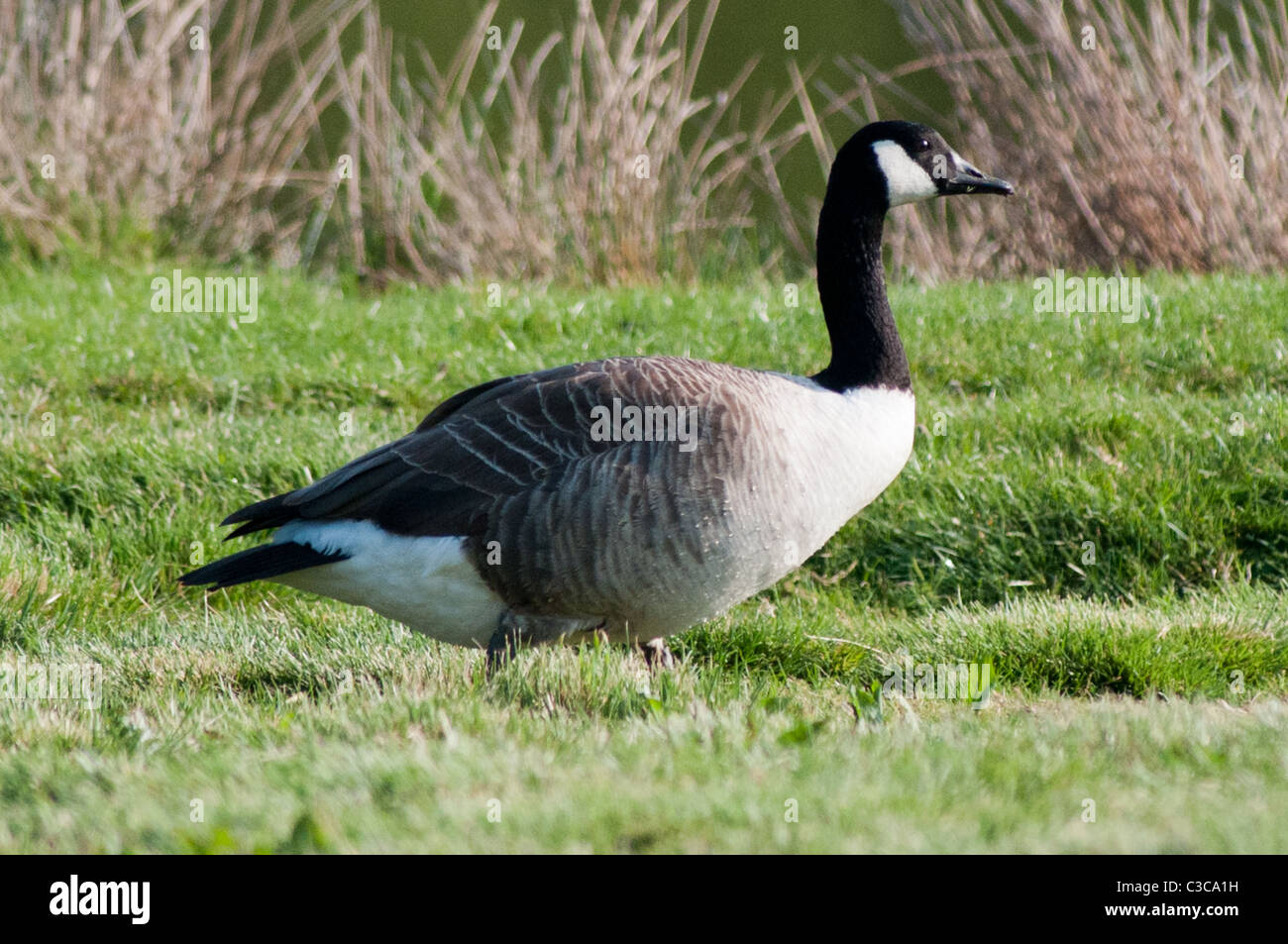 Un canada goose sull'erba Foto Stock