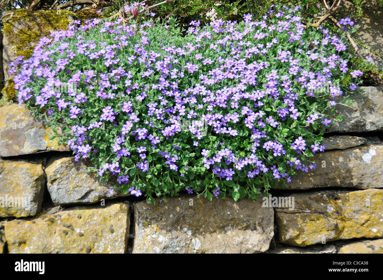 Rock fiori che crescono al di fuori del vecchio muro di pietra in Bellingham , Northumberland Foto Stock