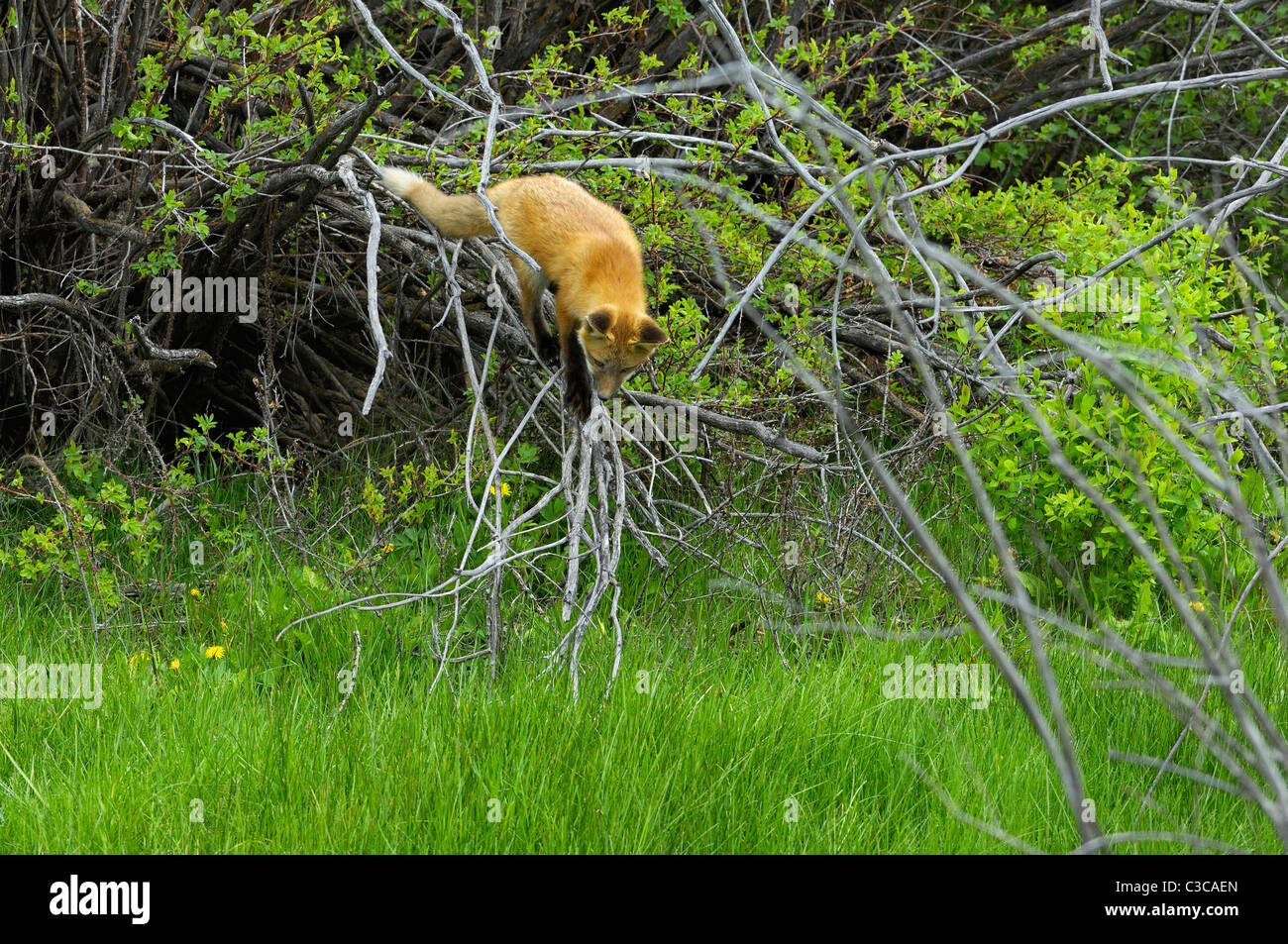 Tree Climbing red fox baby Foto Stock