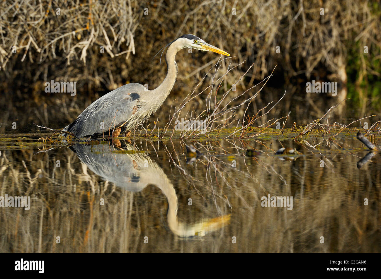 Airone blu la caccia in un parco nazionale Grand Teton beaver pond Foto Stock