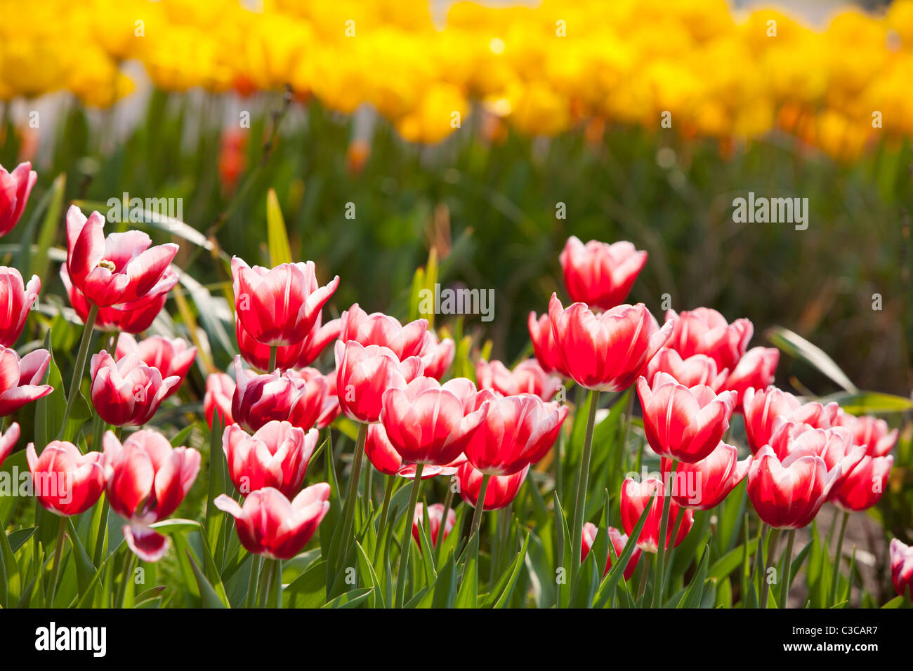 Tulip Leen van de Marchi Foto Stock