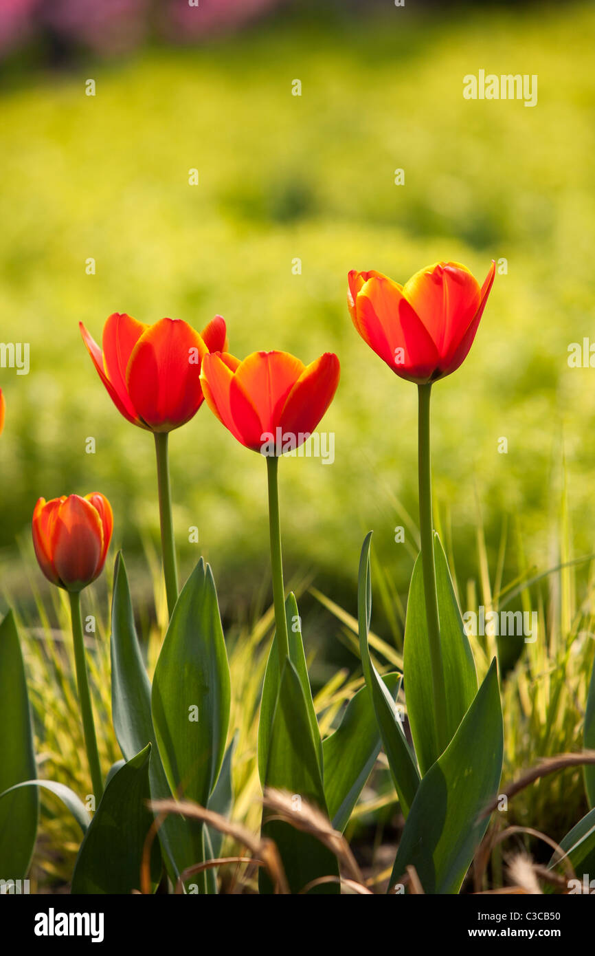 Tulip " mondo " Preferiti contro lo sfondo di colore verde Foto Stock