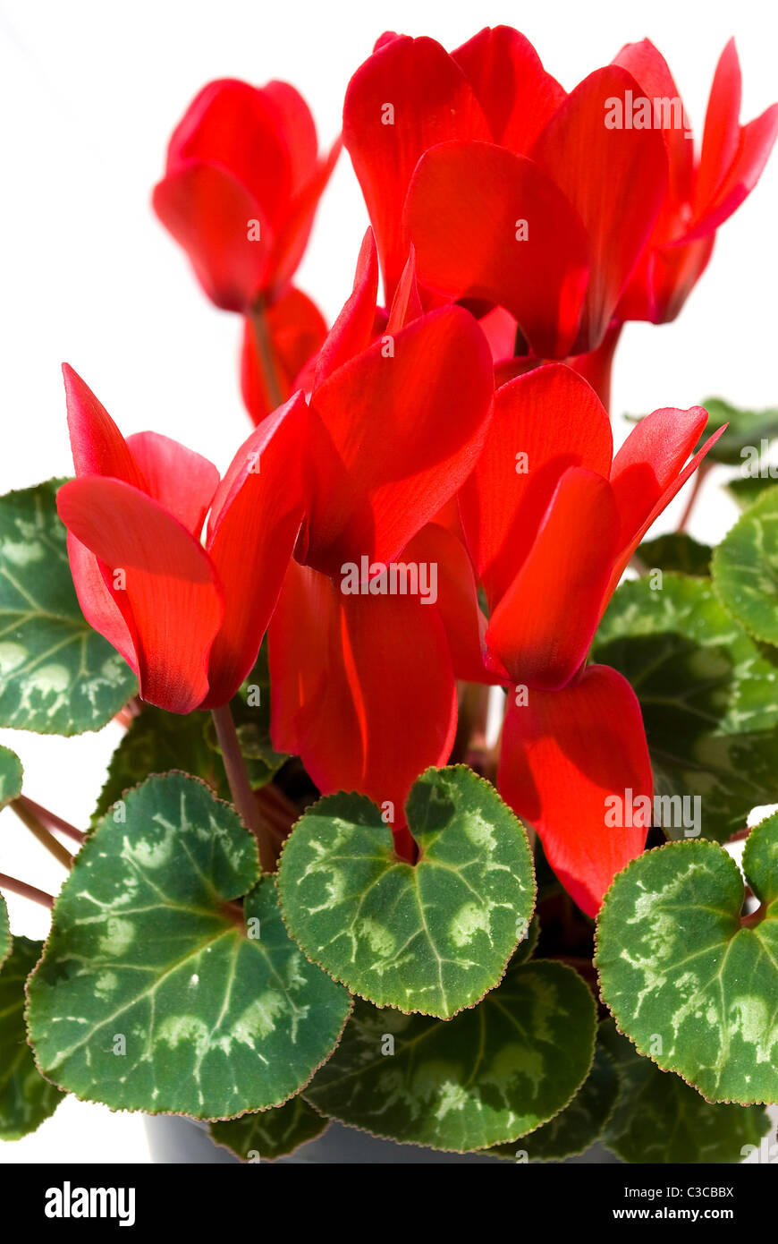 Rosso ciclamino fiore isolato su sfondo bianco Foto Stock