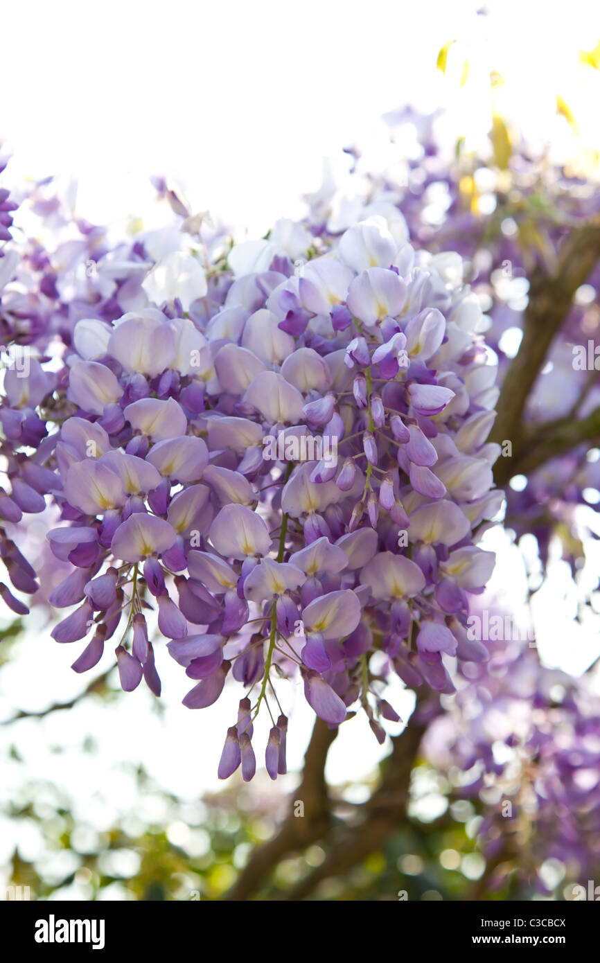 Dettaglio del glicine viola Foto Stock