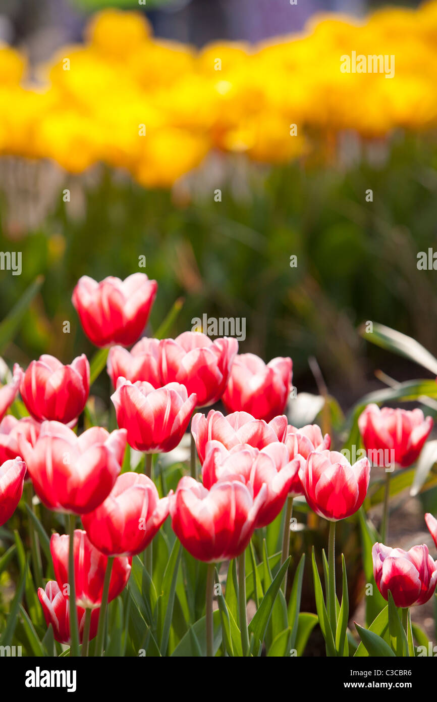 Tulip Leen van de Marchi Foto Stock