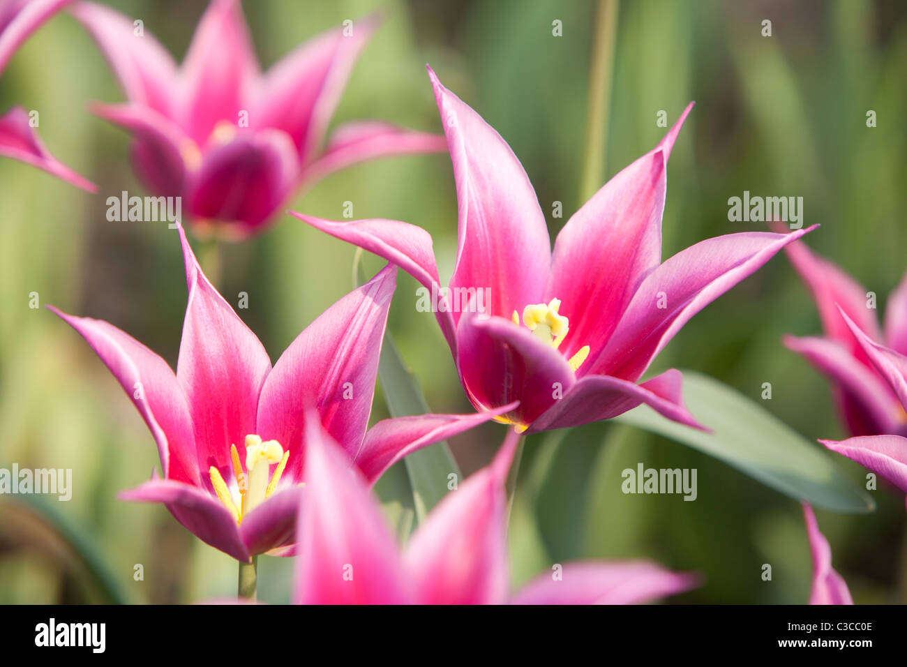 Giglio colore rosa a fiore Tulip Foto Stock