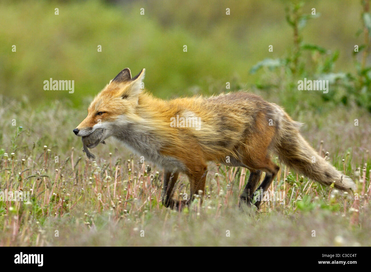 Red Fox madre in esecuzione attraverso la molla di graminacee con catturato scoiattolo di terra Foto Stock