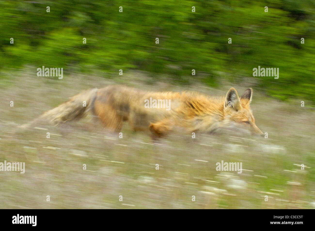 Fox in esecuzione Foto Stock