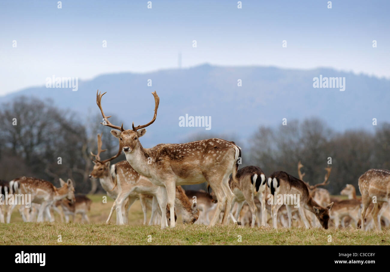 Daini al pascolo ai Attingham Park in Shropshire Foto Stock