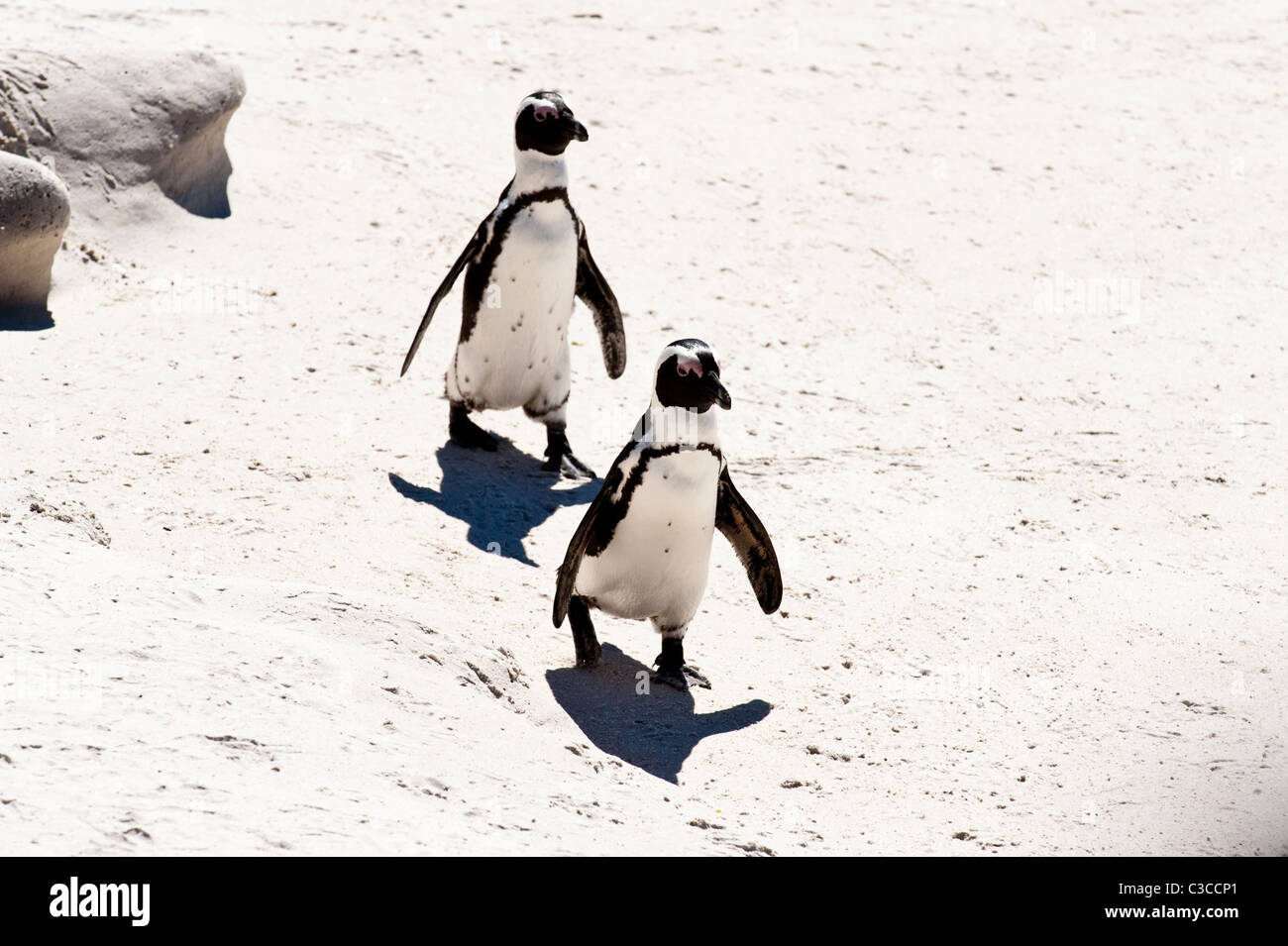 I Penguins africani (Spheniscus demersus) passeggiate Boulders Beach Città di Simon Table Mountain Parco Nazionale di Cape Peninsula Foto Stock
